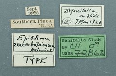 Epiblema exacerbatricana by the Smithsonian. Used under a CC0 license.