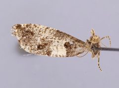 Epiblema periculosana by the Smithsonian. Used under a CC0 license.