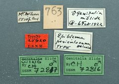 Epiblema periculosana by the Smithsonian. Used under a CC0 license.