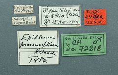 Epiblema praesumptiosa by the Smithsonian. Used under a CC0 license.
