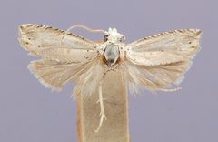 Epiblema praesumptiosa separationis by the Smithsonian. Used under a CC0 license.