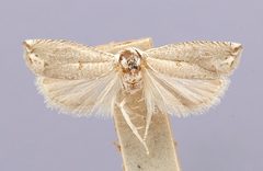 Epiblema praesumptiosa by the Smithsonian. Used under a CC0 license.
