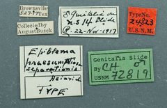 Epiblema praesumptiosa separationis by the Smithsonian. Used under a CC0 license.