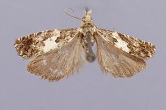 Epinotia digitana by the Smithsonian. Used under a CC0 license.