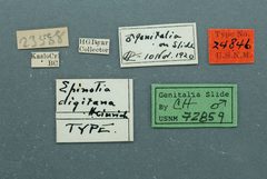 Epinotia digitana by the Smithsonian. Used under a CC0 license.