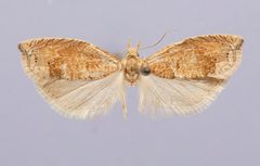 Epinotia improvisana by the Smithsonian. Used under a CC0 license.