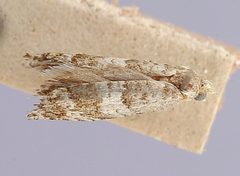 Epinotia meritana by the Smithsonian. Used under a CC0 license.
