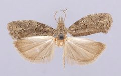 Epinotia pulsatillana siskiyouensis by the Smithsonian. Used under a CC0 license.