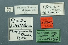 Epinotia pulsatillana siskiyouensis by the Smithsonian. Used under a CC0 license.