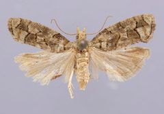 Epinotia subviridis by the Smithsonian. Used under a CC0 license.