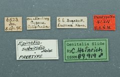 Epinotia subviridis by the Smithsonian. Used under a CC0 license.