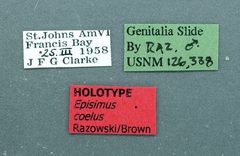 Episimus coleus by the Smithsonian. Used under a CC0 license.
