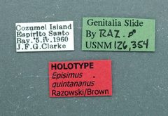 Episimus quintananus by the Smithsonian. Used under a CC0 license.
