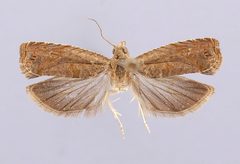 Episimus rufatus by the Smithsonian. Used under a CC0 license.