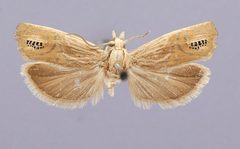 Eucosma circulana gemellana by the Smithsonian. Used under a CC0 license.
