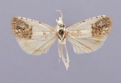 Eucosma giganteana minorata by the Smithsonian. Used under a CC0 license.
