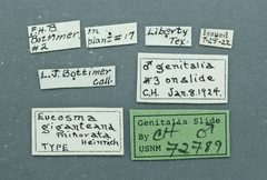 Eucosma giganteana minorata by the Smithsonian. Used under a CC0 license.