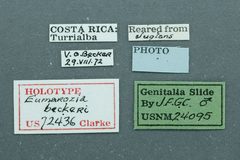 Eumarozia beckeri by the Smithsonian. Used under a CC0 license.