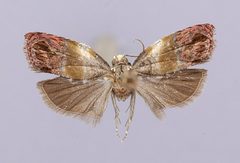 Eumarozia beckeri by the Smithsonian. Used under a CC0 license.