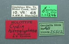 Grapholita hieroglyphana by the Smithsonian. Used under a CC0 license.