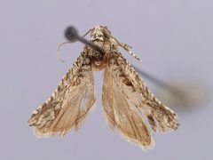 Gretchena concubitana by the Smithsonian. Used under a CC0 license.