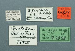 Gretchena delicatana by the Smithsonian. Used under a CC0 license.