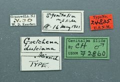 Gretchena dulciana by the Smithsonian. Used under a CC0 license.