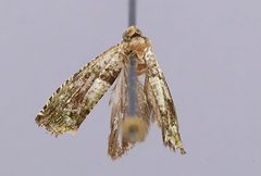 Gretchena garai by the Smithsonian. Used under a CC0 license.