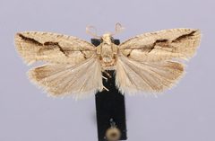 Gretchena nymphana by the Smithsonian. Used under a CC0 license.