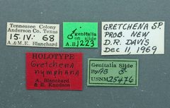 Gretchena nymphana by the Smithsonian. Used under a CC0 license.