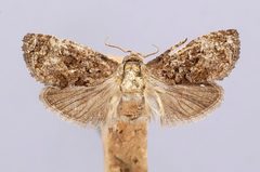 Gymnandrosoma pithecolobiae by the Smithsonian. Used under a CC0 license.