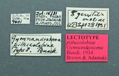 Gymnandrosoma pithecolobiae by the Smithsonian. Used under a CC0 license.