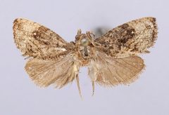 Gymnandrosoma punctidiscanum by the Smithsonian. Used under a CC0 license.