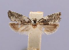 Gypsonoma adjuncta by the Smithsonian. Used under a CC0 license.