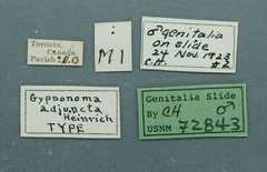Gypsonoma adjuncta by the Smithsonian. Used under a CC0 license.