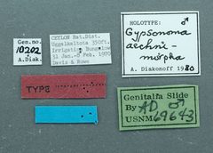 Gypsonoma aechnemorpha by the Smithsonian. Used under a CC0 license.