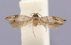 Gypsonoma aechnemorpha by the Smithsonian. Used under a CC0 license.