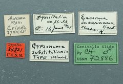 Gypsonoma substitutionis by the Smithsonian. Used under a CC0 license.