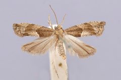 Hedya saliciana by the Smithsonian. Used under a CC0 license.