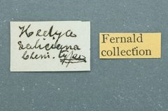 Hedya saliciana by the Smithsonian. Used under a CC0 license.