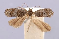 Hedya salicicolana by the Smithsonian. Used under a CC0 license.