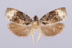 Hedya sunmoonlakensis by the Smithsonian. Used under a CC0 license.