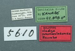 Hedya sunmoonlakensis by the Smithsonian. Used under a CC0 license.