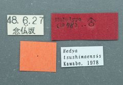 Hedya tsushimaensis by the Smithsonian. Used under a CC0 license.