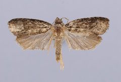 Hedya tsushimaensis by the Smithsonian. Used under a CC0 license.