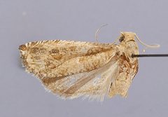 Hendecaneura filiana by the Smithsonian. Used under a CC0 license.