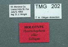 Hystrichophora ellae by the Smithsonian. Used under a CC0 license.