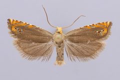 Hystrichophora ellae by the Smithsonian. Used under a CC0 license.