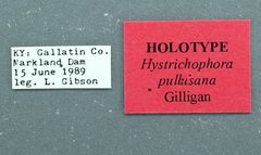 Hystrichophora pullusana by the Smithsonian. Used under a CC0 license.