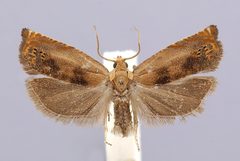 Hystrichophora pullusana by the Smithsonian. Used under a CC0 license.